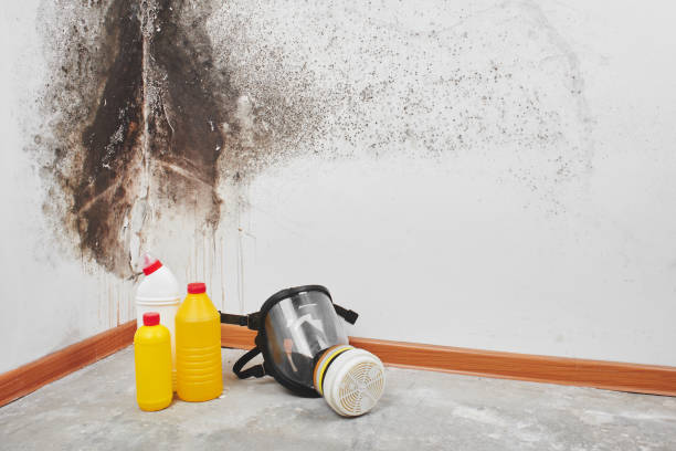 Best Fast Mold Removal  in Riverton, NJ