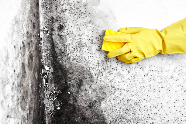 Best Local Mold Removal Service  in Riverton, NJ