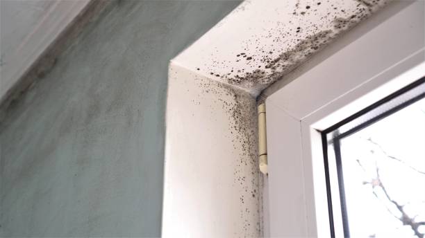 Best Mold Damage Repair  in Riverton, NJ