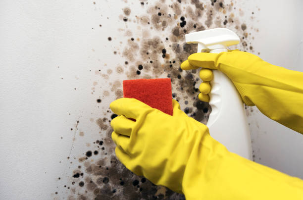 Trusted Riverton, NJ Mold Removal Experts