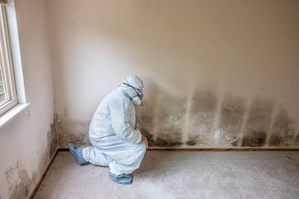 Best Local Mold Removal Service  in Riverton, NJ
