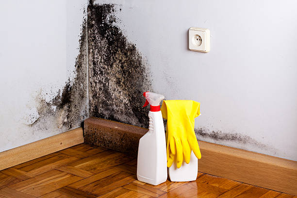 Best Certified Mold Removal  in Riverton, NJ